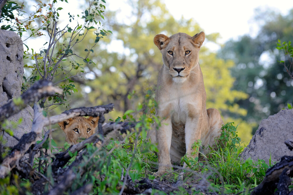 Luxury African safari vacation