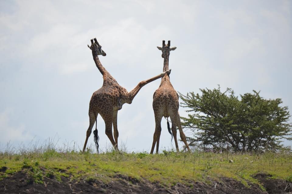 Luxury group travel