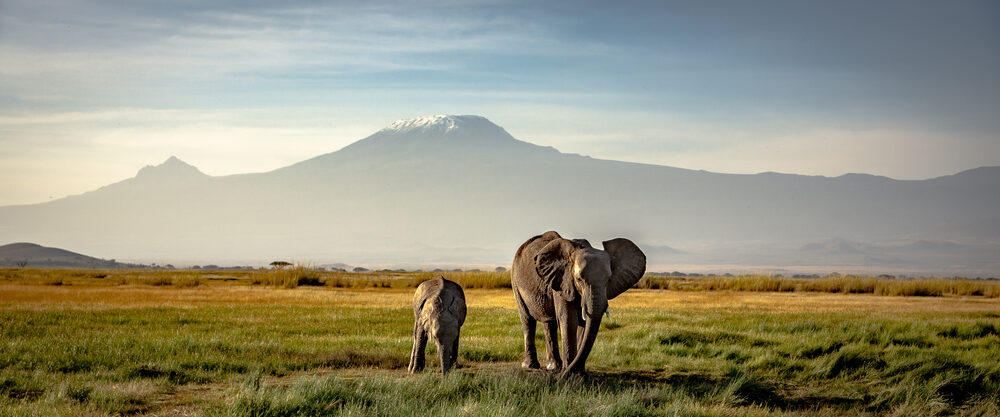 Luxury African safari land tour
